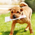 Chuck out the Flymo! I’ve got a lawn you can vacuum!